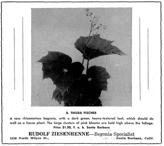 B. ‘Thilda Fischer’